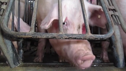 Undercover at Smithfield Foods (2012 Webby Award Winner)