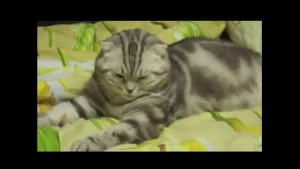 коте заспива