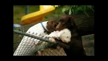 Много смешни снимки на животни