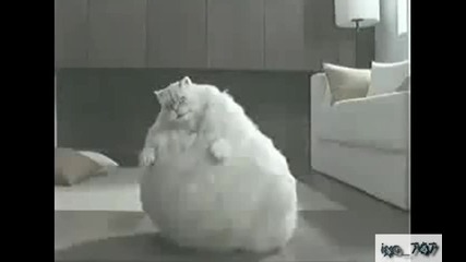 Дебела Котка тренира за отслабване