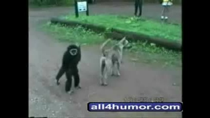 Забавни Животни - Супер Смях