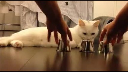 Най-умната котка на света