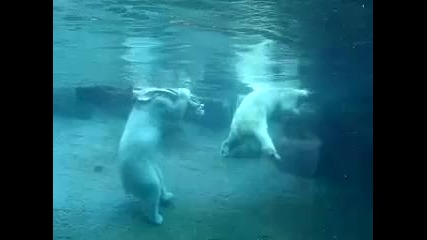Полярни мечки играят във водата. 