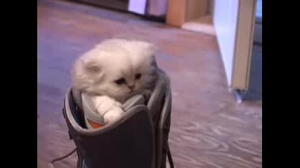 Котенце В Обувка