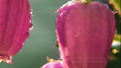 nature motion