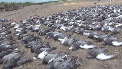 Избиване на гълъби