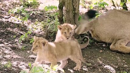 Дебют пред публика: В Лондон показаха три бебета азиатски лъвчета (ВИДЕО)