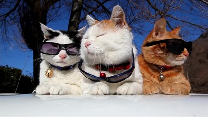 Три пича със слънчеви очила