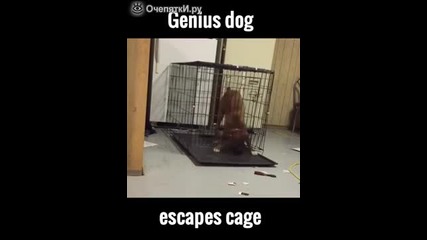 Затворено в клетка куче, гениален беглец !