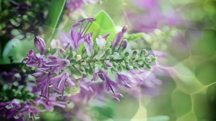 Forsenses 2 - Timber Lounge - A Fascinating Journey through Nature and Sound (part 6)