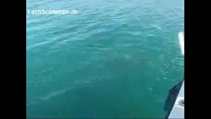 Хранене на хищни риби