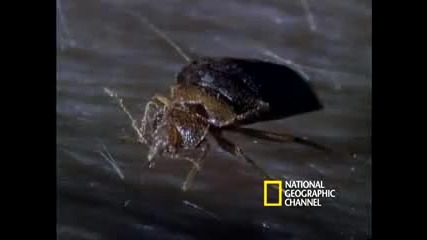 Bed Bugs