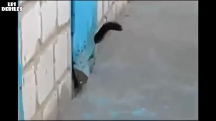 Котенце спасява заклещено куче