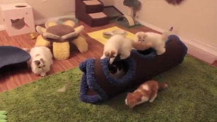 Специални играчки забавляват малки котенца братчета