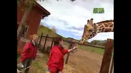 Growing Up Giraffe - Target Training