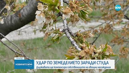 Какви щети по черешите причини студеното време