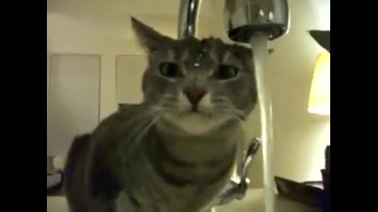 Смях!луда Котка обича да тече вода по нея 