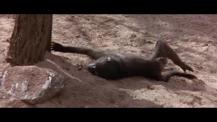 Drunks Animals