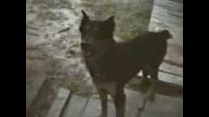 Talking Dog