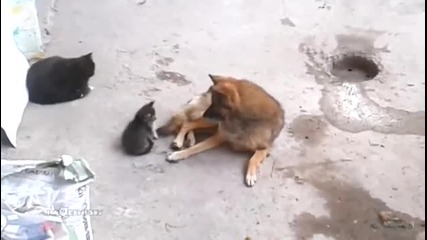 Котка и куче - невероятно приятелство!
