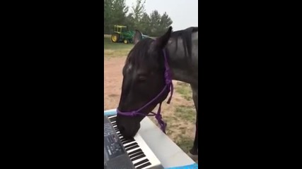 Музикален кон