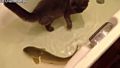 Котка и риба в една вана .