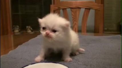 Много Сладко Котенце ^^