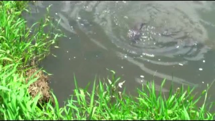 Carp fishing