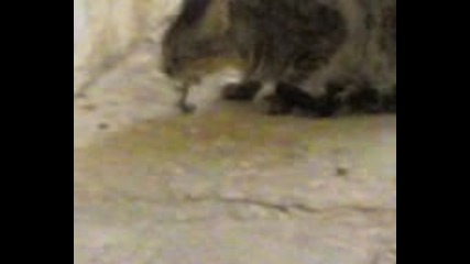Cat Vs. Scorpion - Една Мъчителна Битка