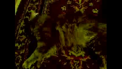 Мойта Котка