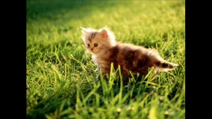 Котенце