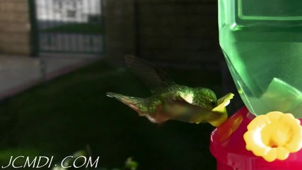Изумителни колибри в бавен кадър *hq* 