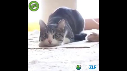 Хитa на сезона
