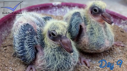 Еволюцията на гълъбите от яйце до гълъб