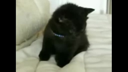 Яки Котки