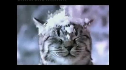 Whiskas Temptations - Christmas Treat Tv ad - 30 sec advert 2010