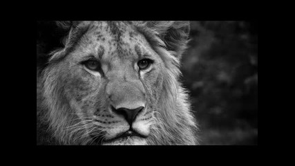 Steve Mcgrath - Native (loquai Remix)