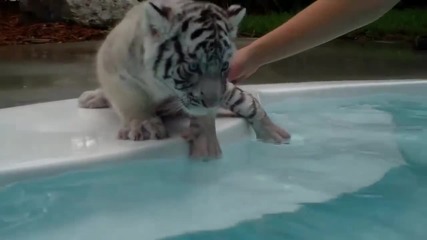 Бебета тигърчета опознават света