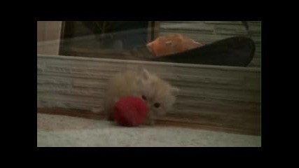 Смешно котенце-танцьор