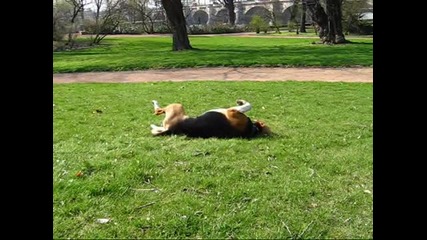 Dancing Dubstep Dog 