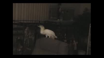 Танца на папагала ! Cool.. Много як Танц
