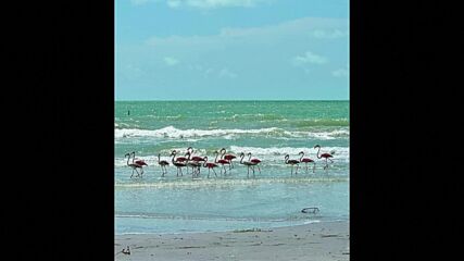 Хиляди птици розово фламинго се завърнаха във Флорида