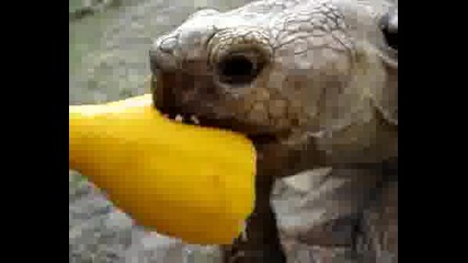 Fastest Tortoise On Earth!