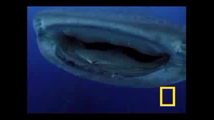 Whale Shark