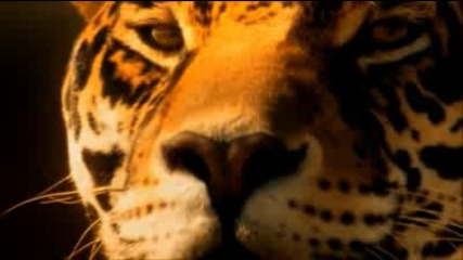 Enigma - Page of Cups (hd)
