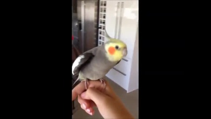 Папагалче пее и се забавлява в стил дъбстеп