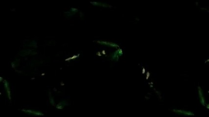 « Ellrich & Plaice - Fucking Society ( Ellrich & Plaice Mix & Supremo Videomix)» 2010 ( H Q )