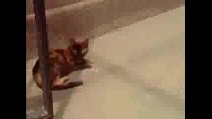 Те са просто... котки :) 