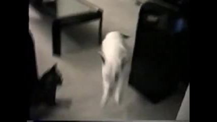 Crazy Cat Attacking Spuds Dog 2 
