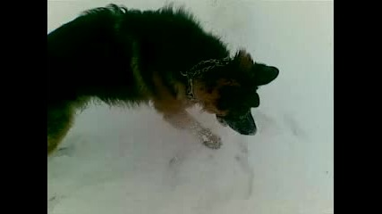 Кузи - роден 13.12.2008 г. 